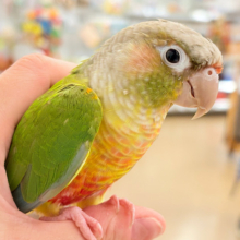 【最新画像・動画更新🪄】この甘え方、クセになります♡ウロコインコ(パイナップル)