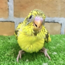 ３倍ビビビ‪๛！！🛜🪽幸福受信チュウ❕☘️꙳∗*ﾟ⋆｡˚セキセイインコ(イエローハルクイン/2025年3月下旬生まれ)