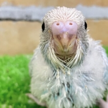 ぷるるんヒラリ‪っ𓆩 ❤︎ 𓆪空からの贈り物💧‬🎁⋆꙳セキセイインコ(ブルースパングル/2025年4月生まれ)