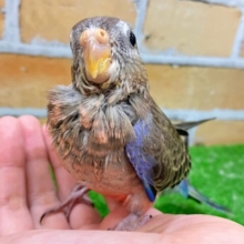 ✨最新画像✨ﾅﾝﾁｬｯﾃ漆黒😝羽広げ桜ひらり🌸*.･🤍𐙚アキクサインコ(ノーマル/2025年3月生まれ)