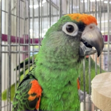 ✨最新画像✨口癖は「ゴジラ♥️」ズアカハネナガインコさん入荷しました～♥️