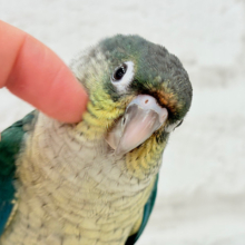 【動画更新🪄】ワタワタベイビー🐣ワキコガネウロコインコ(ブルー) ヒナ