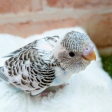 白×黒×水色🤍🖤💙セキセイインコ【ハルクイン】
