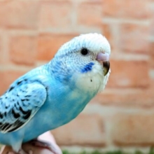 セキセイインコ💙🖤🤍【オパーリン】🎠🎠