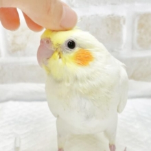 最新画像あり⭐️柔らかフェイスのオカメさん〜🤍💛オカメインコ（ルチノー）