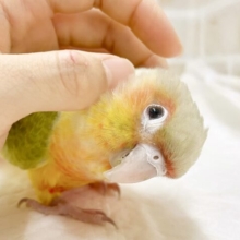 最新画像あり⭐️動画あり⭐️遊ぶの大好き✨ウロコインコパイナップル～