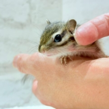 ちいさな手でしあわせ、いっぱい掴みます☆　シマリス　男のコ～～