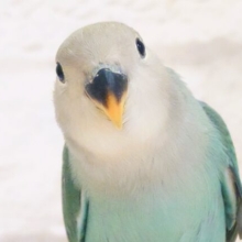 【最新画像更新🪄】ちゅるるんあい🫧コザクラインコ(ブルーチェリー) ヒナ