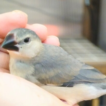 最新画像になります☆　オイラ達の成長を見届けてね🎁⋆*桜文鳥 ヒナ