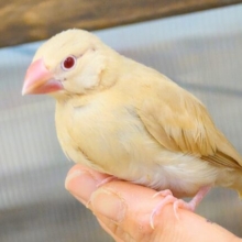 最新画像になります☆　天使の赤ちゃんが降臨しました♡シナモン文鳥 ヒナ