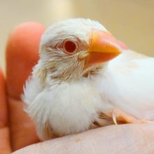 最新画像になります☆　高嶺のぶんちょ様♡.·*.アルビノ文鳥 ヒナ