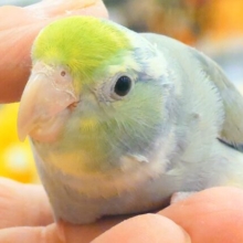 【動画更新🪄‪】メロメロ注意報発令💘マメルリハ(ターコイズパイドコバルトバイオレット) 男の子