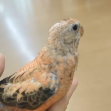 最新画像になります☆　らしく育ってきましたよっ♬♪　アキクサインコっ　☆☆☆