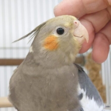 撫でてほしいのは、お顔☆　できたらスマイルプレゼントぉーー　オカメインコ　ノーマル～～