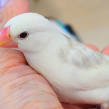 最新画像になります☆　トストスが心地よしっ　癒し系🫧白文鳥