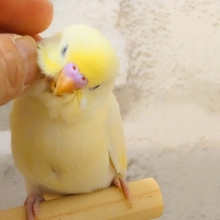 最新画像になります☆　ふんわり🌼たんぽぽちゃん︎♡セキセイインコ(クリーム) ヒナ