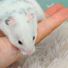 もっちりがヌルっと登場☆彡　ダルメシアンハムスター　～～