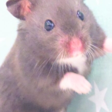 あふれるーーばでぃ(*´ω｀*)　クロクマハムスター～～