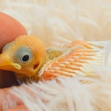 奥～～～ぅの方に隠れた　可愛い感情っ　白文鳥～～