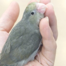 最新画像になります☆　いつもと雰囲気が違う🫧ほわっとターコイズ感💎マメルリハ(ターコイズブラックモーブ) ヒナ