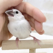 最新画像あり⭐️銀色おチビちゃん⭐︎シルバー文鳥