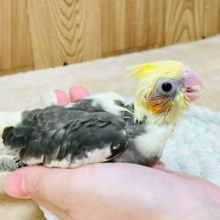 とっても甘え上手😍オカメインコのﾊﾟｲﾄﾞちゃん❣️(パイド)(ヒナ)