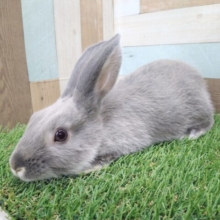 最新画像あります！実は僕…キレイ好きなんです✨キリッと美しいミニウサギ🐰💙