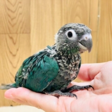 ぱっちりお目目に落ち着きカラー🩵💎✨オホミドリウロコインコちゃん！(ブルー)(ヒナ)