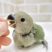 最新画像あり⭐️まん丸お目目のコザクラちゃん💚コザクラインコ（ノーマル）
