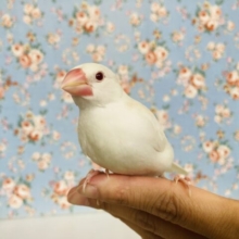 キミに夢中🌹✨と~っても綺麗なアルビノ文鳥さん🕊️✨