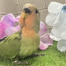 ✨最新画像✨ﾓﾁﾓﾁ🪽⟡.·屋根より高いかしわもち🎏🏠⋆꙳コザクラインコ(ノーマル/2025年4月生まれ)