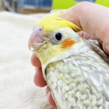 【最新画像】キラキラ✨パールのオカメインコちゃん（シナモンパール）ヒナ