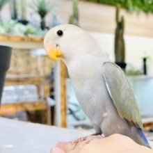 【最新画像】遊ぶのだ〜い好き❣️コザクラインコちゃん（シナモン）