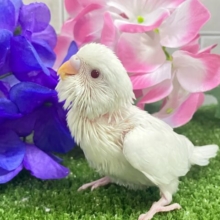 しろしろ𝐏𝐨𝐰𝐞𝐫🌟可能性は無限大♾️セキセイインコ(アルビノ/2025年5月生まれ)