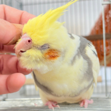 なでられて幸せ♡ハッピーフェイス♡オカメインコ(パイド)