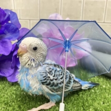 降りそそぐ🌧️*。なみなみDrop’s💧‬🍬セキセイインコ(ブルーオパーリン/2025年5月生まれ)