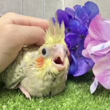 あまあま💞✧*｡ご起立みるくてぃ🫖💭オカメインコ(シナモンパール/2025年5月生まれ)