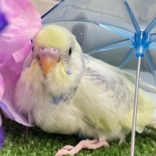 しましまﾏｼﾏｼ🦓⟡.*Vanilla愛す🍨🫶🏻セキセイインコ(パステルレインボーパイド/2025年5月生まれ)