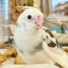 メロメロ必死っっっ💖オカメインコ(WFパイド) ヒナ