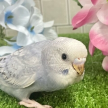 ✨最新画像✨くもり？いやいや❕テンション快晴ッ❕☀️⋆꙳セキセイインコ(グレースパングル/2025年5月上旬生まれ)