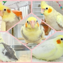 【期間延長.*･ﾟ】大人の階段の〜ぼる〜♬.*ﾟオカメインコフェア開催中〜！