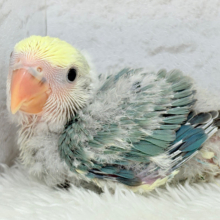唯一無二♡あなただけのコザたんです♡コザクラインコ(ブルーチェリーパイド) ヒナ