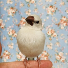 ぽよよん🤍* ヒナご飯卒業🎓懐こくかわいいシルバー文鳥ちゃん🕊️✨