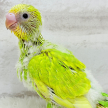 ピカピカの若葉色🌿セキセイインコ(スパングル) ヒナ
