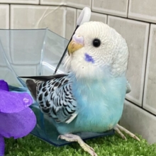 ✨最新画像✨空へはじけろ✨️ ✈️ ﾊﾟﾁﾊﾟﾁサイダー❕｡･*･:≡( 「ε:)ﾉ🍹セキセイインコ(ブルーオパーリン/2025年5月生まれ)
