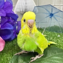✨最新画像✨晴々たんぽぽ🔆⟡.ｼｭｼｭﾎﾟｯﾎﾟ~🚂💨セキセイインコ(イエロースパングル/2025年5月生まれ)