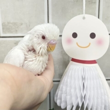 ✨最新画像✨一着万歳🥇✨️とつげき𝐌𝐈𝐋𝐊𝐘❕🍼セキセイインコ(アルビノ/2025年5月生まれ)