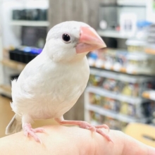【最新画像】元気いっぱい成長中！シルバー文鳥ちゃん❣️