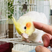 8/4更新☆にっこり笑顔にｽﾞｷｭﾝ♡オカメインコのルチノー