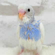 夏が近づく気配🏖セキセイインコ(パイド) ヒナ